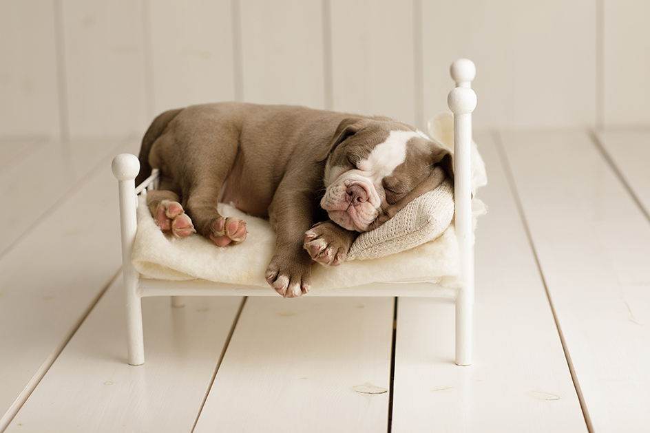 Dog Photography Edinburgh StudioLife